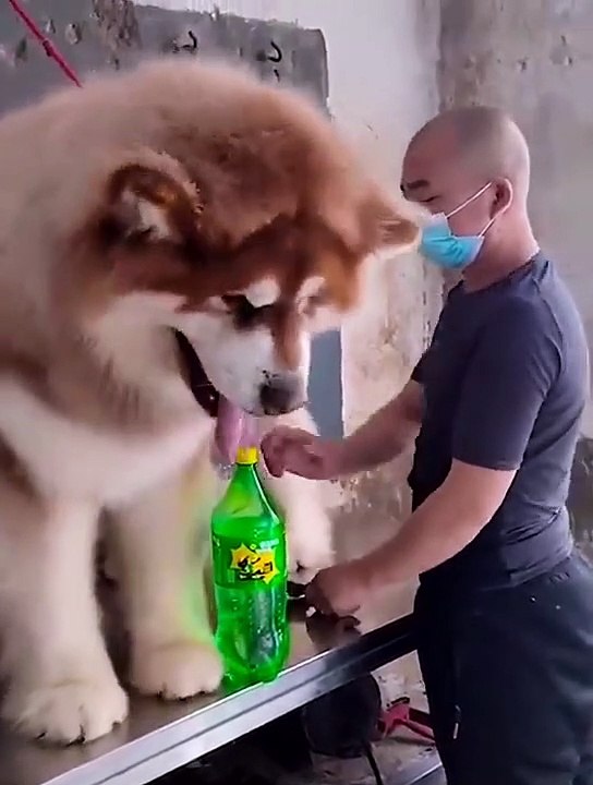 Unbelievable!!! Funny Dog Videos Try Not To Laugh Part-15