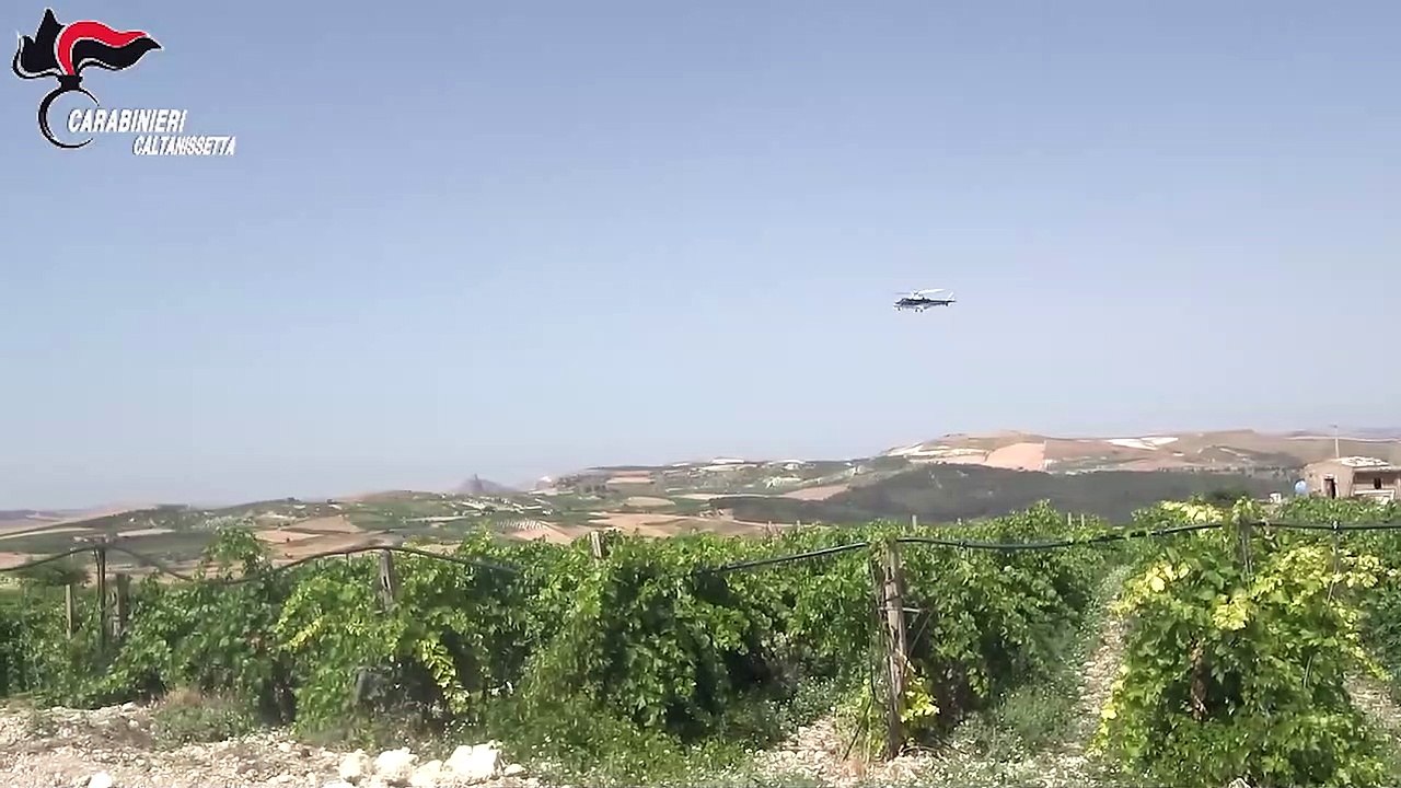 Riesi, sequestrate 20 mila piante di marijuana