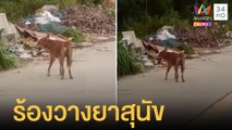ชาวบ้านร้อง สุนัขถูกวางยาทิ้งใต้สะพาน | ข่าวเที่ยงอมรินทร์ | 25 มิ.ย.65