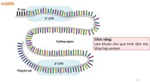 [Sinh 12] Cấu trúc và chức năng ARN - Vật chất di truyền ở cấp độ phân tử