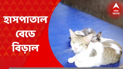 Barrackpore: হাসপাতালের বিছানায় বিড়াল! আতঙ্কে রোগীরা | Bangla News