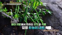 식욕 억제 체지방 분해 효과가 있는 ‘시서스’ TV CHOSUN 20220625 방송