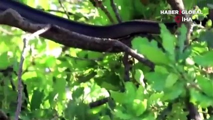 Tunceli’de dev yılan paniği