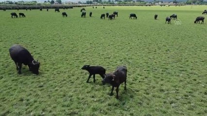 Kızılırmak Deltası'nda üretilen manda yoğurduna coğrafi işaret alınacak