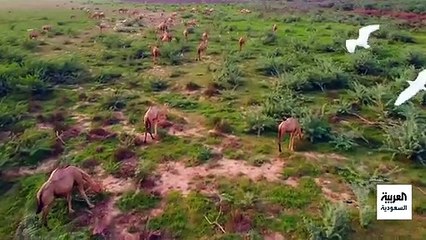 وادي جازان.. جمال ساحر ومقصد سياحي شهير جنوب المملكة
