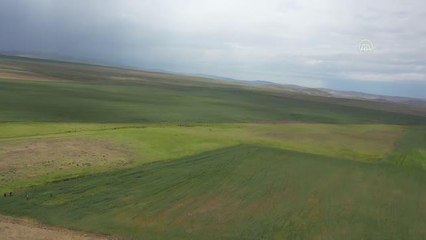 Tritikalenin tohum merkezi Sivas'ta ekim alanı genişletildi