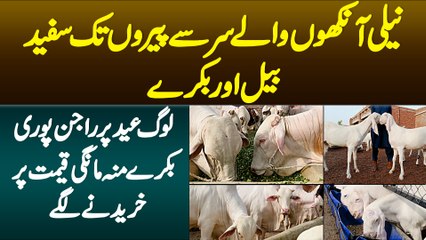 Neeli Ankhon Wale White Bull Or Bakre - Log EID Pe Rajanpuri Bakre Munh Mangi Qemat Pe Kharidne Lage