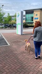 Labrador learns to walk again after Wakefield vet saves her from tumour attack