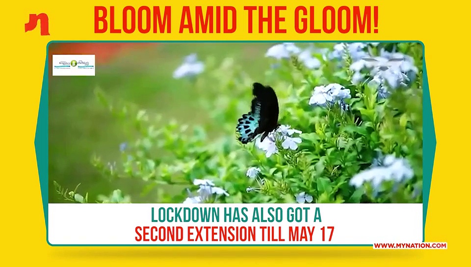 Bloom amid the gloom: How Bengaluru has regained lost lustre as lockdown continues