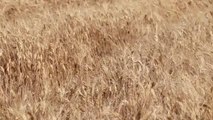 Garzan Ovası'nda buğday hasadı dualarla başladı
