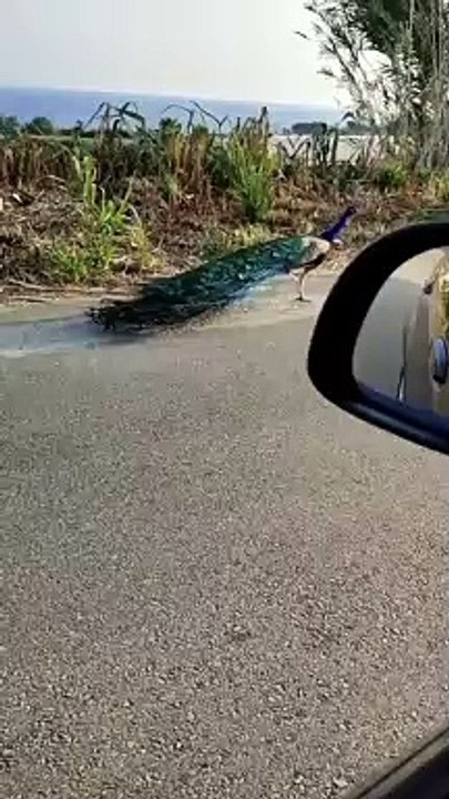Pavone Capo Vaticano