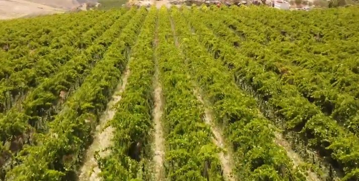 Riesi (CL) - Piantagione con 20mila piante marijuana skunk : 11 arresti (25.06.22)