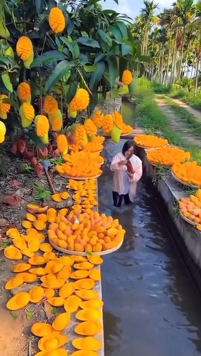 Mango Kingdom