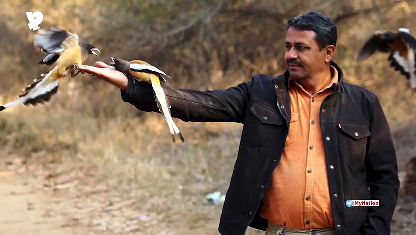 DePress Room | It's high time that we take measures to save the bird population