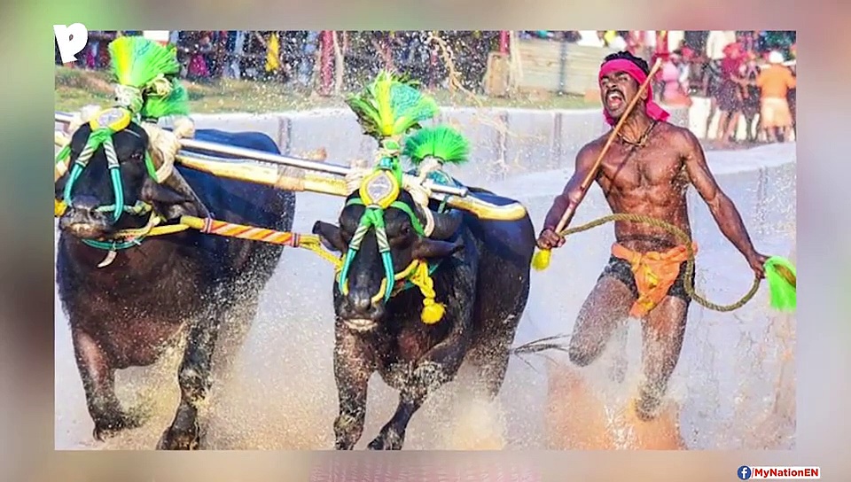 Karnataka's 'Usain Bolt' Srinivas Gowda's Feat Draws Focus On The Sport Of Kambala