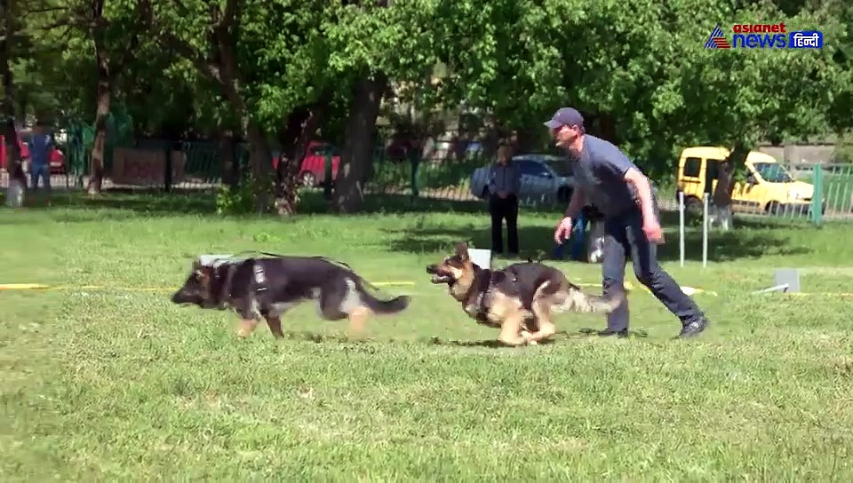 आज है वर्ल्ड डॉग डे, जानिए कुत्तों के बारे में कुछ दिलचस्प बातें