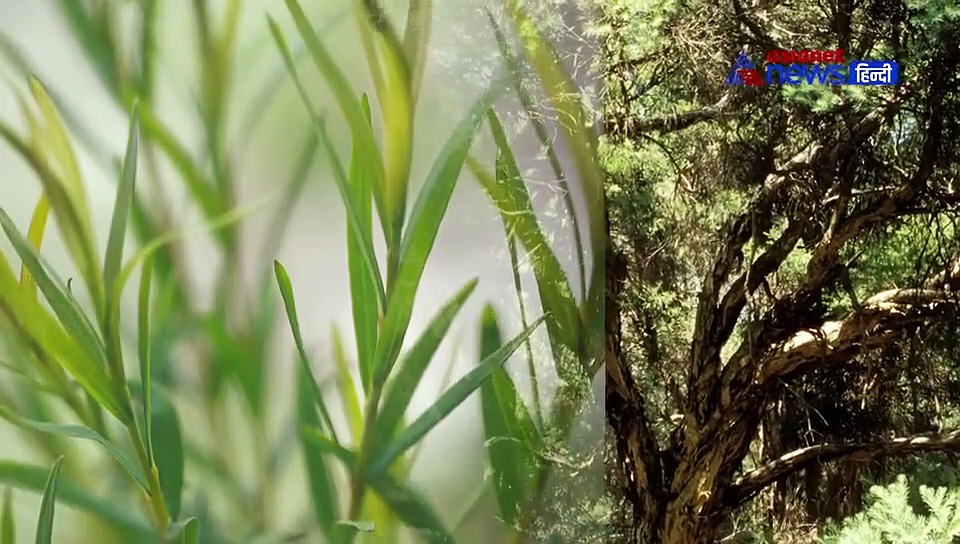 त्वचा के लिए अमृत है चाय के पौधे का तेल