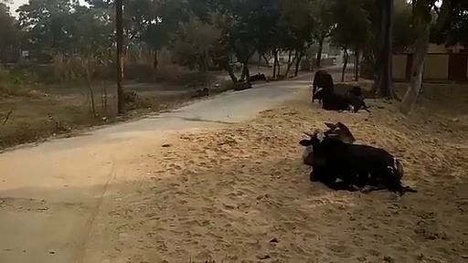 आवारा पशुओं से किसान परेशान