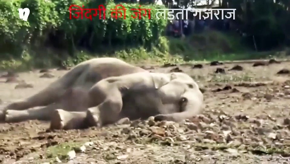 जिंदगी की जंग लड़ता गजराज