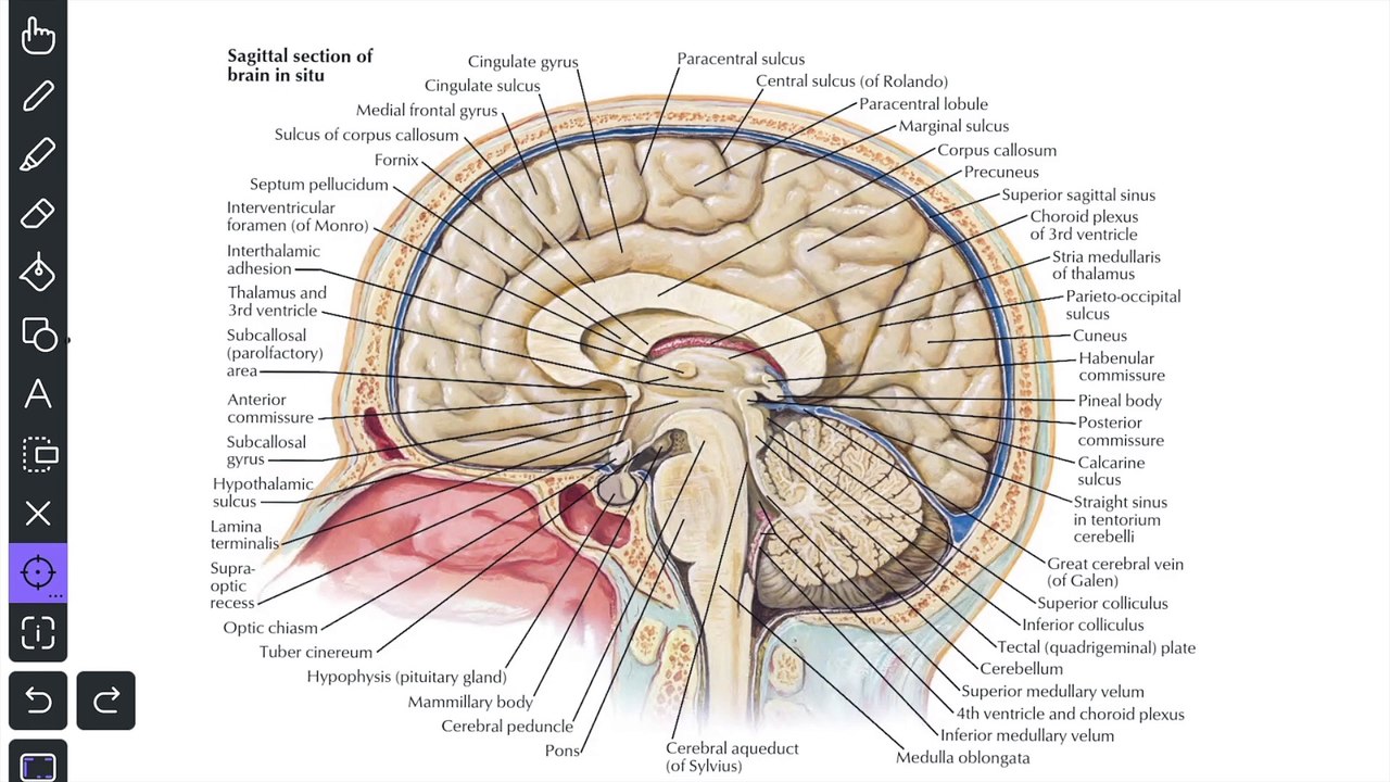 Anatomy of Dural Folds - Falx cerebri Tentorium cerebelli Falx ...
