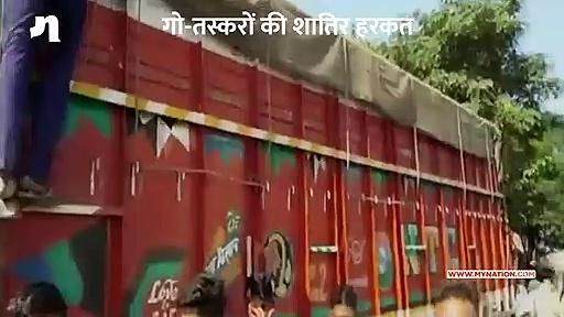 गो-तस्करों की इस करतूत को देख हैरत में पड़ जाएंगे आप, पुलिस ने किया गिरफ्तार