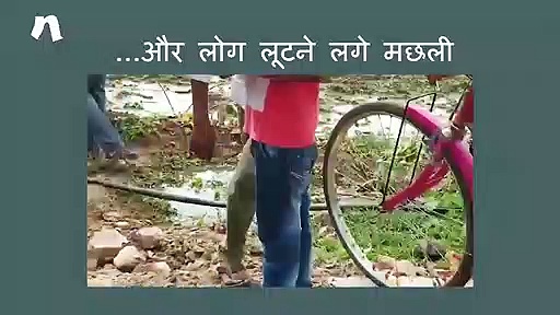 सड़क किनारे बिखरी मछलियां और लूटने लगे लोग...
