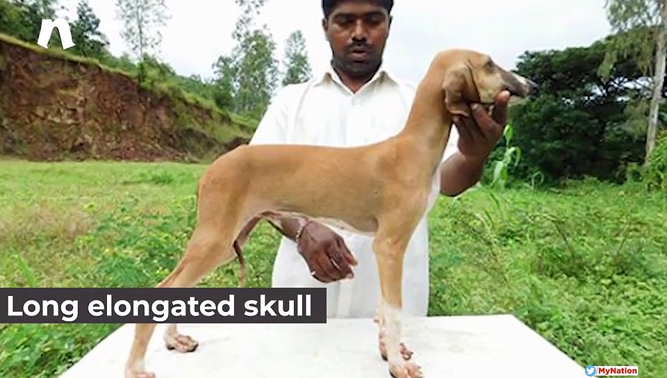 Mudhol Hounds To Be Inducted In NSG