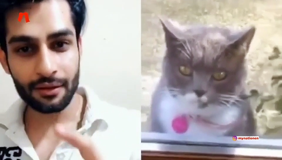 देखिए कैसे दलेर मेहंदी के गाने पर नचाया बिल्ली को इस शख्स ने