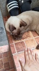 Cat Copies Coin Trick