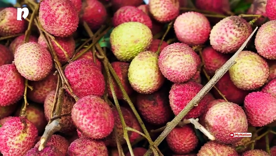 Shifting to plant-based diet? Do this to avoid consuming dangerous plants