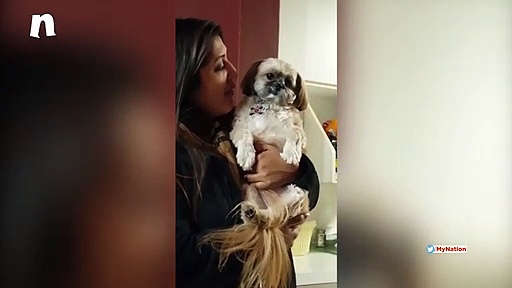 कुत्ते भी नहीं चाहते हैं कांग्रेस की सरकार