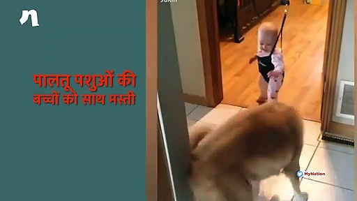 बच्चों की पालतू पशुओं के साथ मस्ती (वीडियो)