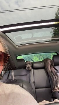 Great Dane Puppy Gets Stuck