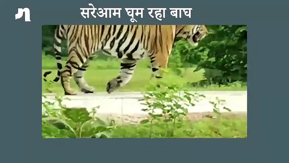 इलाके में घूम रहे बाघ के डर से ग्रामीण हुए घरों में कैद, कर्फ्यू जैसे हालात (वीडियो)