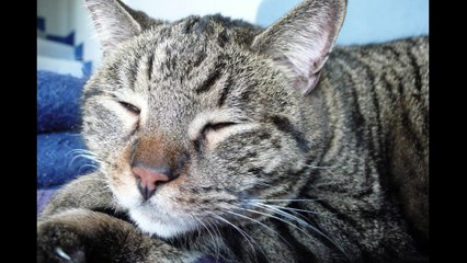 Hommage à Fada Un amour pas comme les autres!