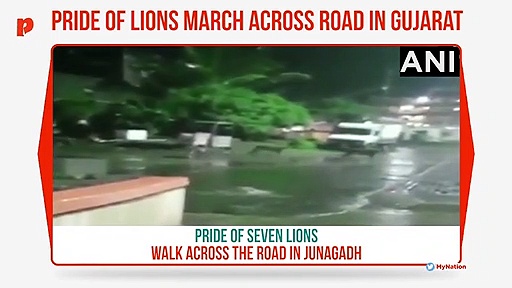 Watch: Pride of lions stealthily walk across busy road in Gujarat, video viral