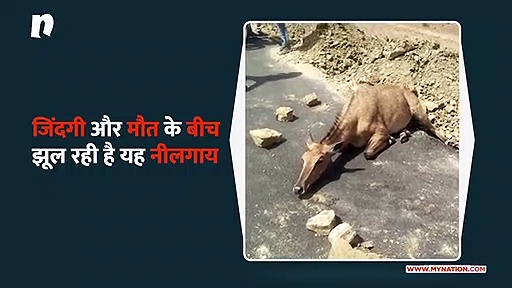 कुत्तों ने किया नीलगाय पर हमला, घंटों घायल पड़ी रही सड़क किनारे