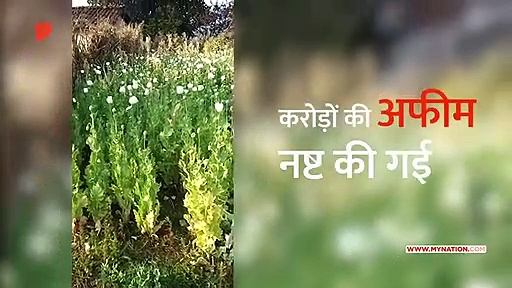 मध्य प्रदेश के डिन्डौरी में नष्ट की गई अफीम की खेती