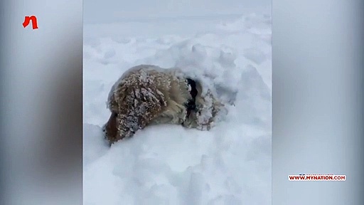 इन क्यूट डॉगी की हरकत देखकर आ जाएगा आपका दिल