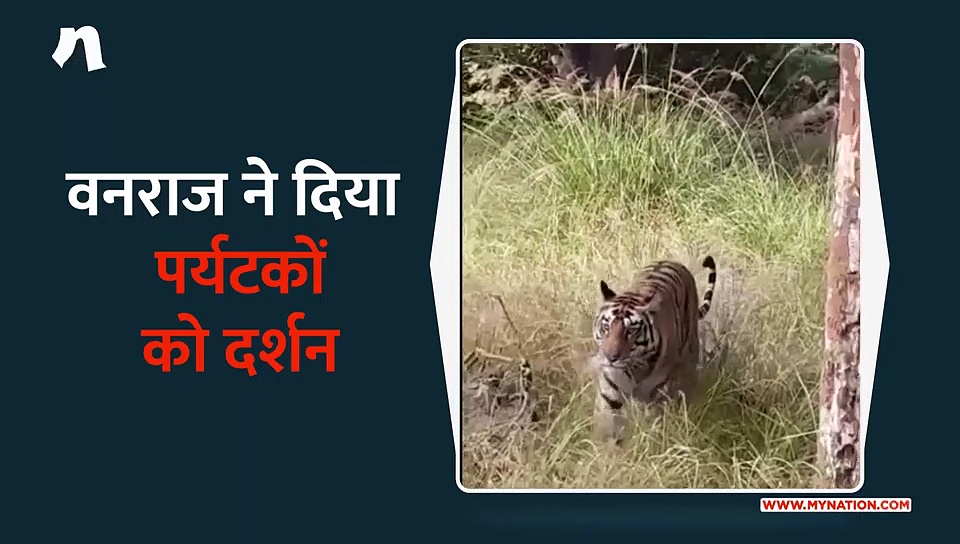 मध्य प्रदेश के पन्ना में वनराज की अटखेलियां