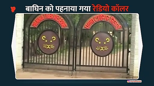 पन्ना में बाघिन को बेहोश करके पहनाया रेडियो कॉलर