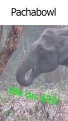 Elephant Enjoys a Relaxing Afternoon #shorts