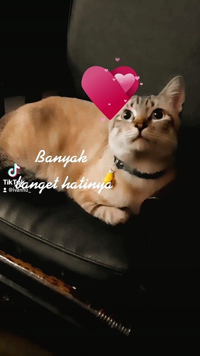 Kucing lucu