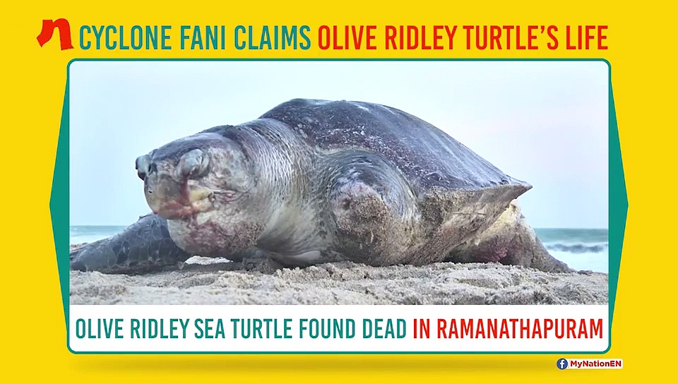 Cyclone Fani: Olive Ridley sea turtle found dead in Ramanathapuram