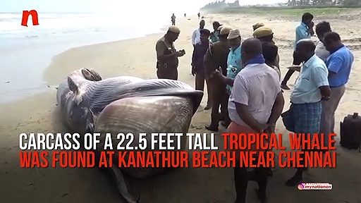 Massive tropical whale found dead on Chennai coast; buried