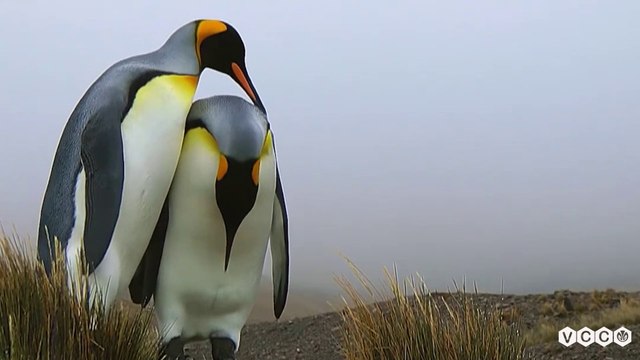 Loài động vật dễ thương ở xứ lạnh | Thế giới đông vật HD Thuyết minh | Nature VCC