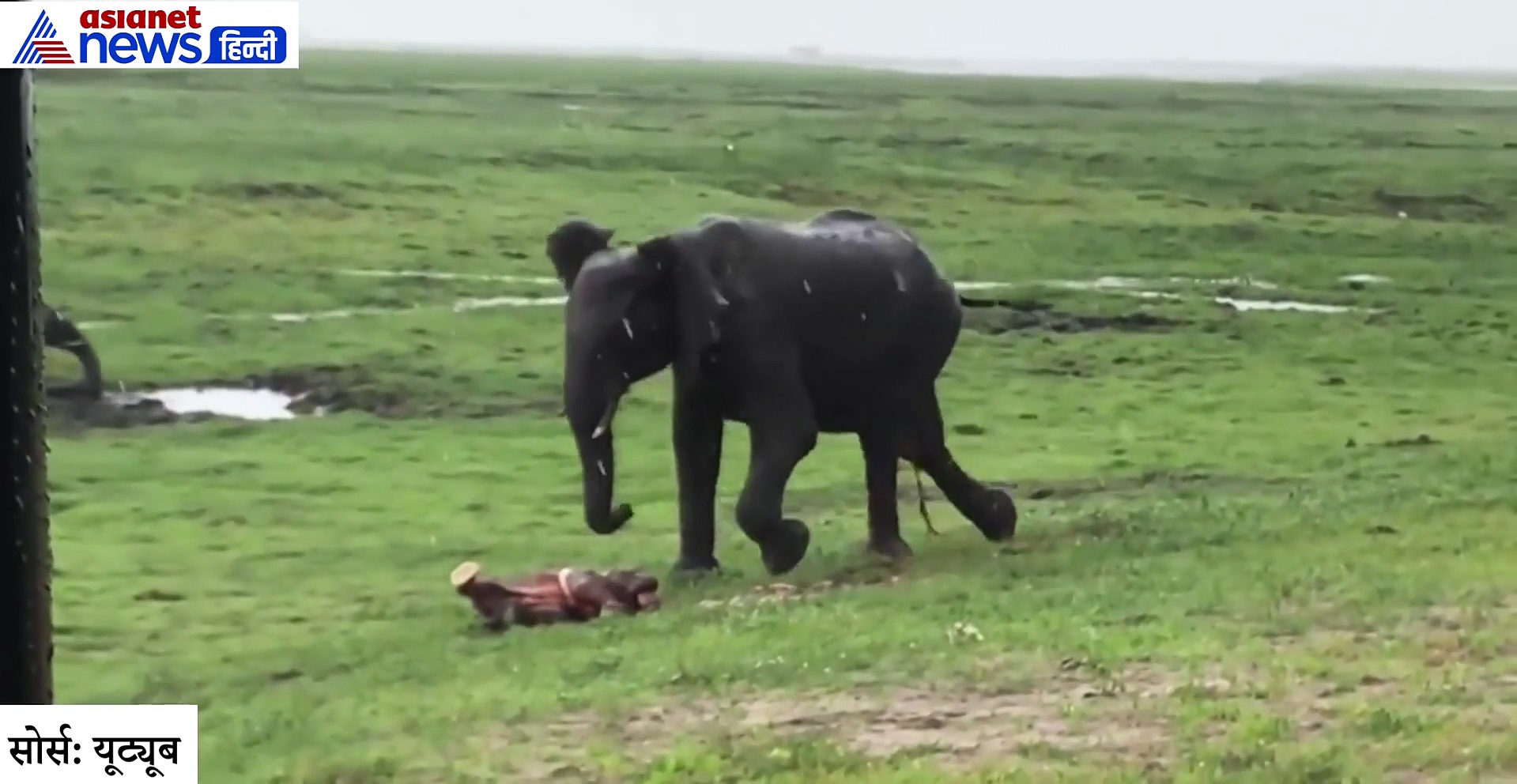 हथिनी ने LIVE दिया बच्चे को जन्म, देखिये इमोशनल वीडियो