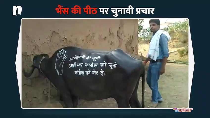 छत्तीसगढ़ में चुनाव प्रचार में सड़क पर उतरी भैंस