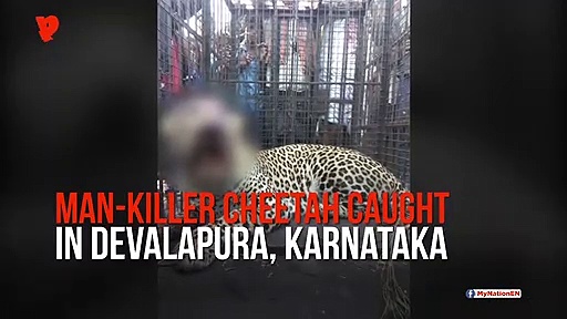 Man-killer Cheetah caught in Karnataka; sixth cat captured in one month