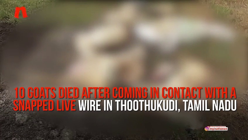 10 goats fatally electrocuted due to Tamil Nadu Electricity Board's negligence